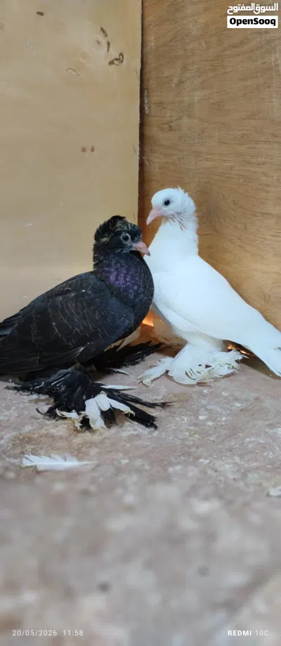 فرخين حمام هزاز مشوشات 2