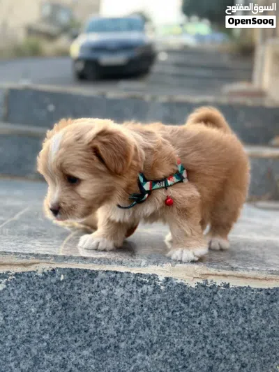 Multipoo Dog 3