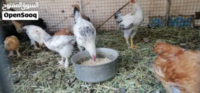 للبيع فروخ دجاج لكوشن لعملاق ماشاء الله شي اصل وشي تهجين اقرا الاستماره 2
