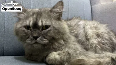 قطه شيرازي 3