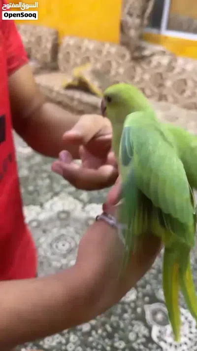 دره اليف عمر ثلاثه اشهر 2