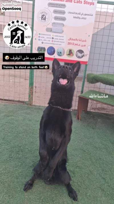 فندقة وتدريب كلاب جدة 2