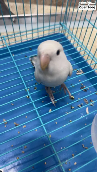 فرخ روز للبيع 3