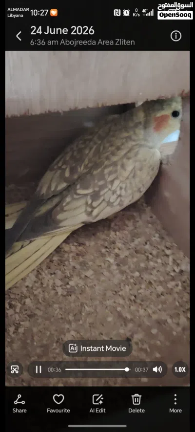 كوبية كوكتيل حبشي حجم الله يبارك 3