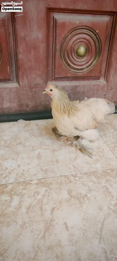 دجاج الكوشن القزم 4