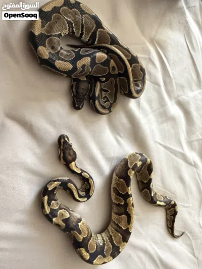 بول بايثون 3