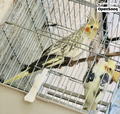كوبيه كوكتيل تبارك رحمان محليه مروضه ترويض بسيط يصفرو مشاء الله 2