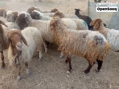 الزرقاء_الهاشميه 4
