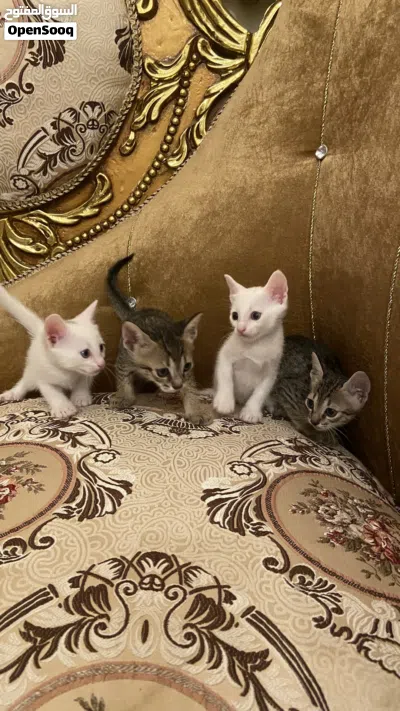 قطط كتن صغيرة ذكور للتبني Male kittens for adoption 3
