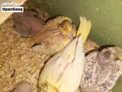 للغر اليدوي فراخ روز لاتينو عين حمره ولون تركواز فراخ كوكتيل لاتينو عين حمره وايت فيس 2