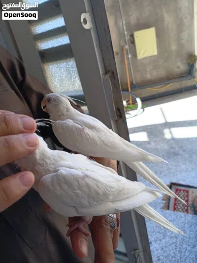 زوج كوكتيلات عمر 4اشهر مال بيت البينوو ربه كلش طينه تصيحله يجيك وين ماتروح وراك الطيور اقره وصف مهم 2