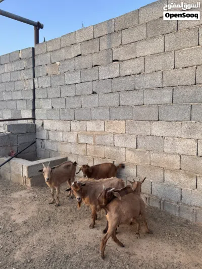 معيز كرديه 4