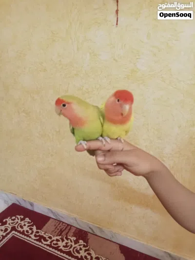 طيور ببغاء روز 2