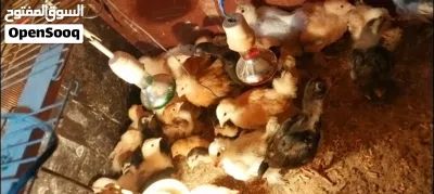 صيصان برهما وباكستاني 4