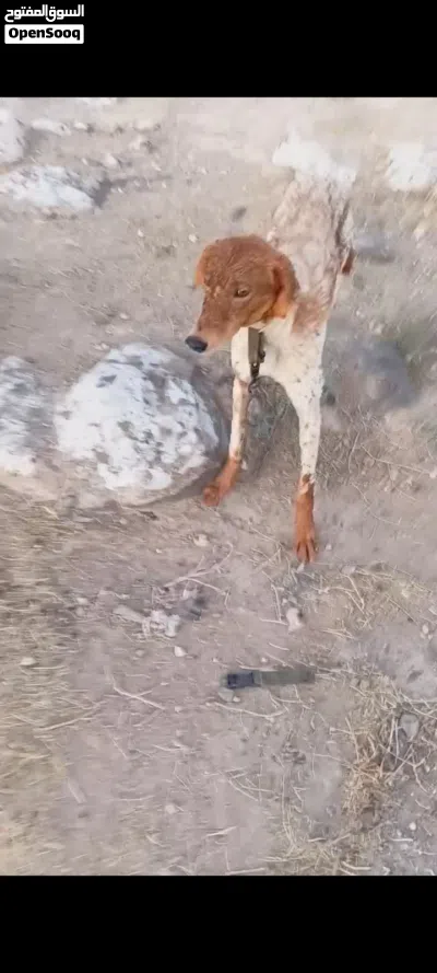 جوز سلقان صيادات 3