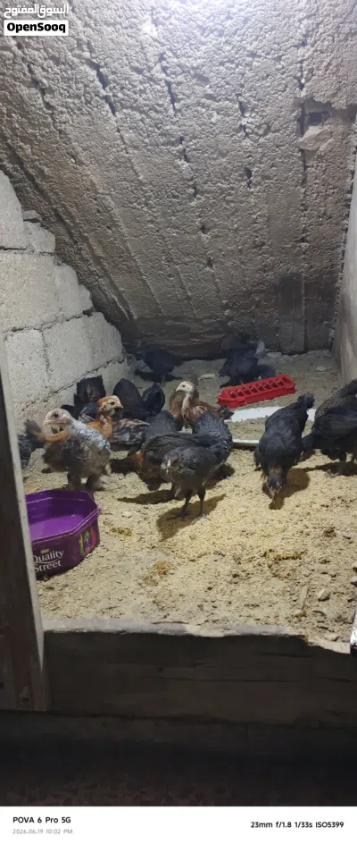 فراخ عمر شهر للبيع 2