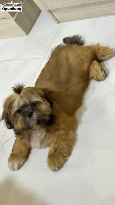 Shihtzu puppy for sale 2