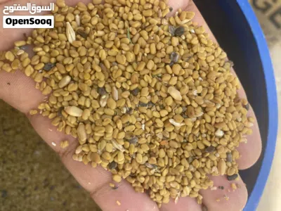 حلبه مال دار انتاج ضاهره 2