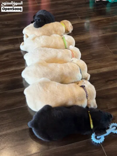 Labrador Retriever puppies 3
