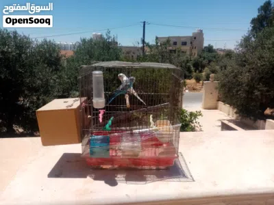 جوز طيور حب للبيع او للبدل 3