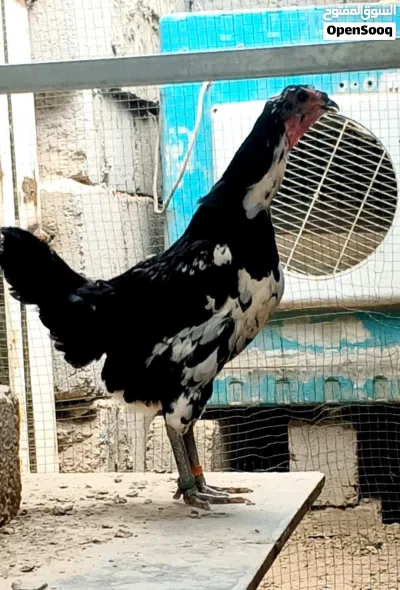 بوطاني اصلي 2