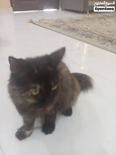 قط شيرازي للبيع ذكر 3