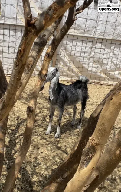 حلال باكستاني 2