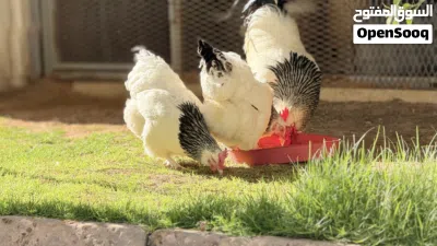السلام عليكم .. كتكوت 2