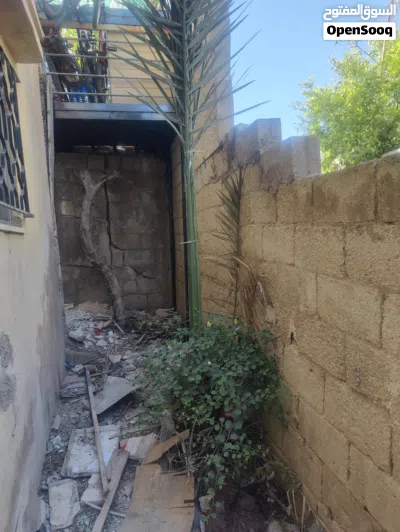 شجرة نخيل للبيع بسعر مغري 4
