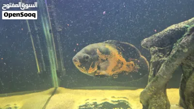 Oscar fish for sale 2