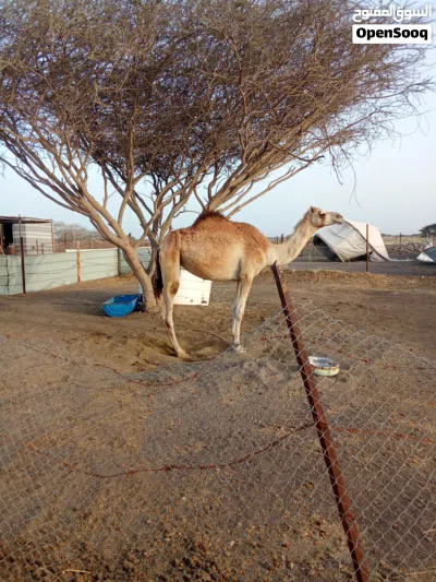 بكره عمانيه 3