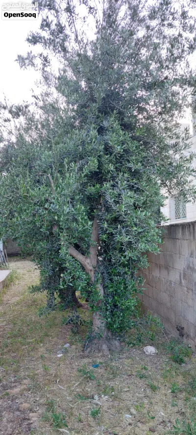 أشجار زيتون مثمرة معمرة 2
