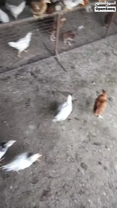 دجاج محلي عمر شهرين 2