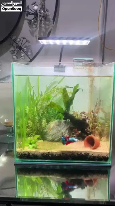 Complete 30cm Cube Planted Aquarium Setup – Ready to Go 4