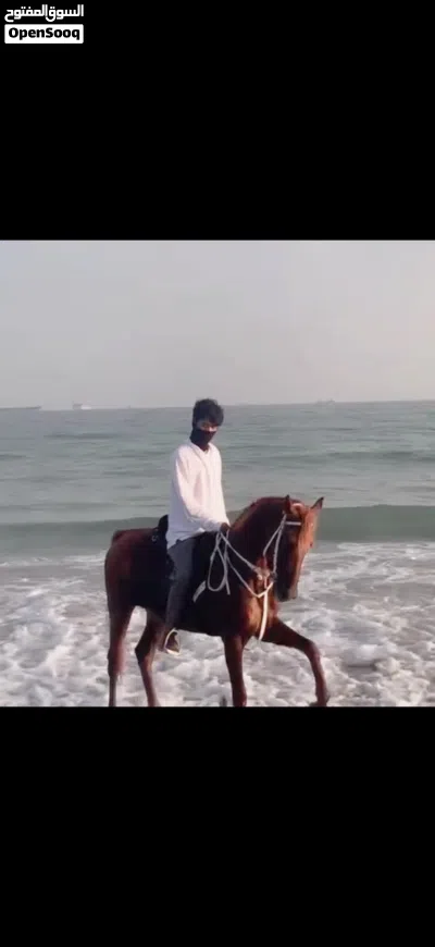خيل عربي اصيل للبيع 3