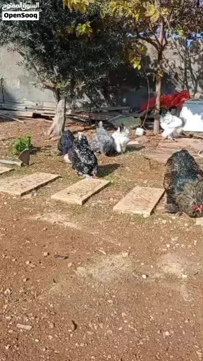 صيصان براهما عمر شهرين في القويسمة 4