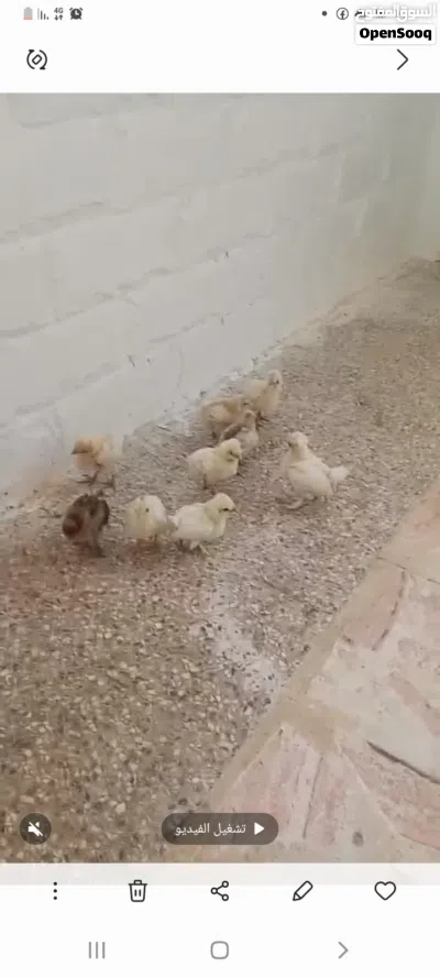 موجود 8صوصن فرح ديبا وصوص براهمي 3