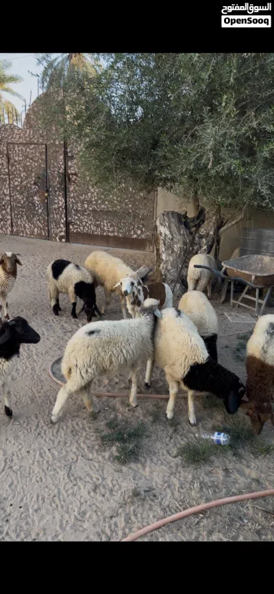 العدد 26 نص خرفان ونص فطايم ع 1250 جمله وساهل 4