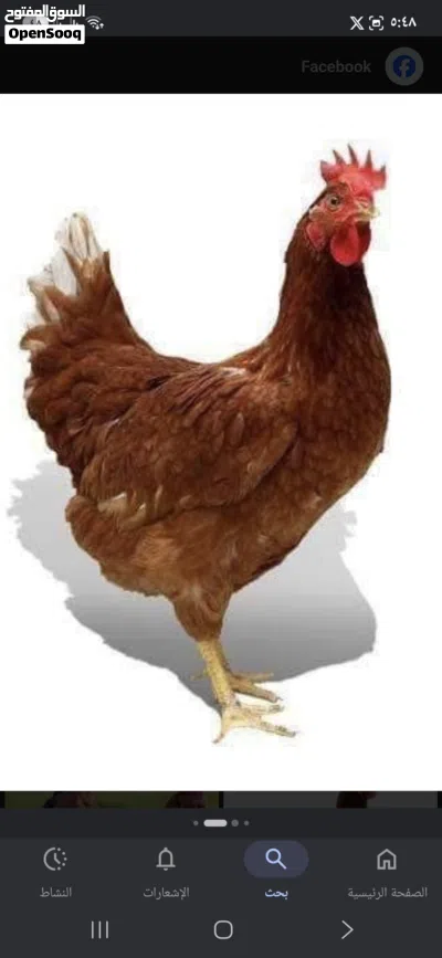 ابحث ابحث عن دجاج لهولندي للبيع 2