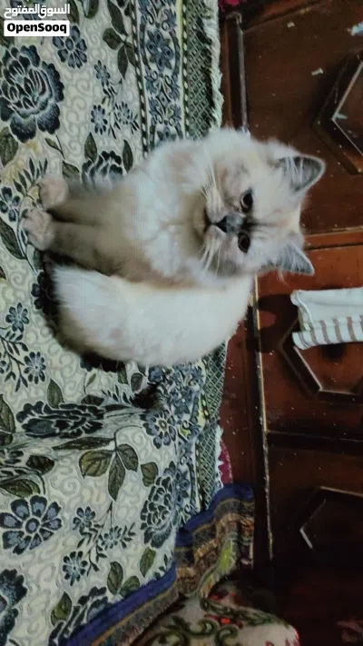 undefined 2