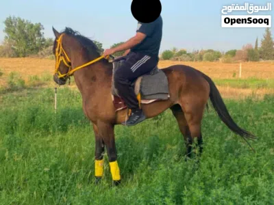 فرس للبيع النوع إنجليزية إنتاج محلي حارز شهرين من الفحل القاعدة 2