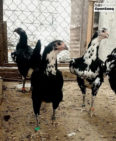سيت بوطاني اصلي 3