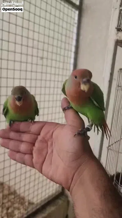 فروخ روز جرين اوبلاين 3