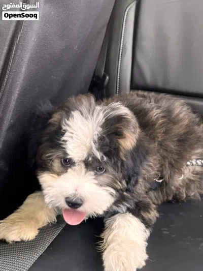 كلب Bernedoodle 3
