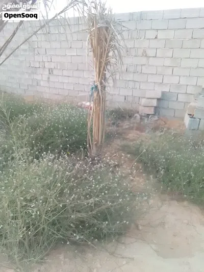 ارض للبيع ربي يبارك مالك طول قابل للنقاش 3