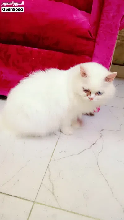 Free Adoption – Female, Male Cat & Kitten 4