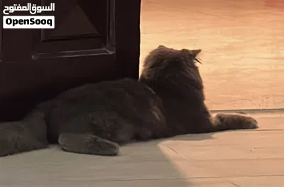 قط ذكر سكوتش بريطاني معقم 3