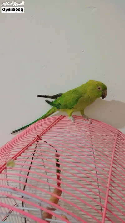 بغبغاء دره ذكر نص اليف أبيعها او ابدله بغير شي 2