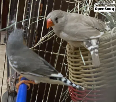 زيبرة قريب دحي بي القفص البيع 4