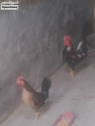 للبيع ديج ودجاجه كويتي 2